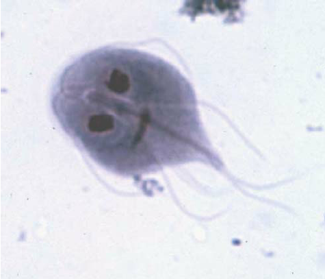 出典:National Institute of Infectious Diseases(旧日本NIH), “Giardia lamblia light micrograph” (パブリックドメイン)